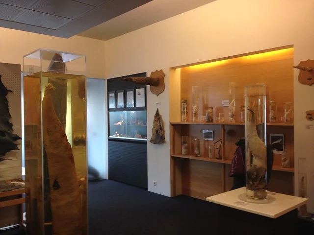 Museu Falogológico Islandês