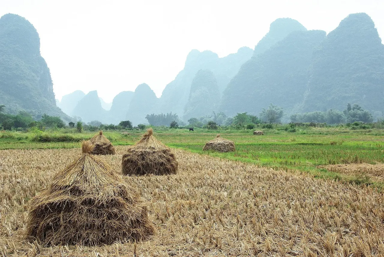 Ciclista pedalando por estrada rural em Yangshuo, com montanhas cársticas e campos de arroz ao redor.