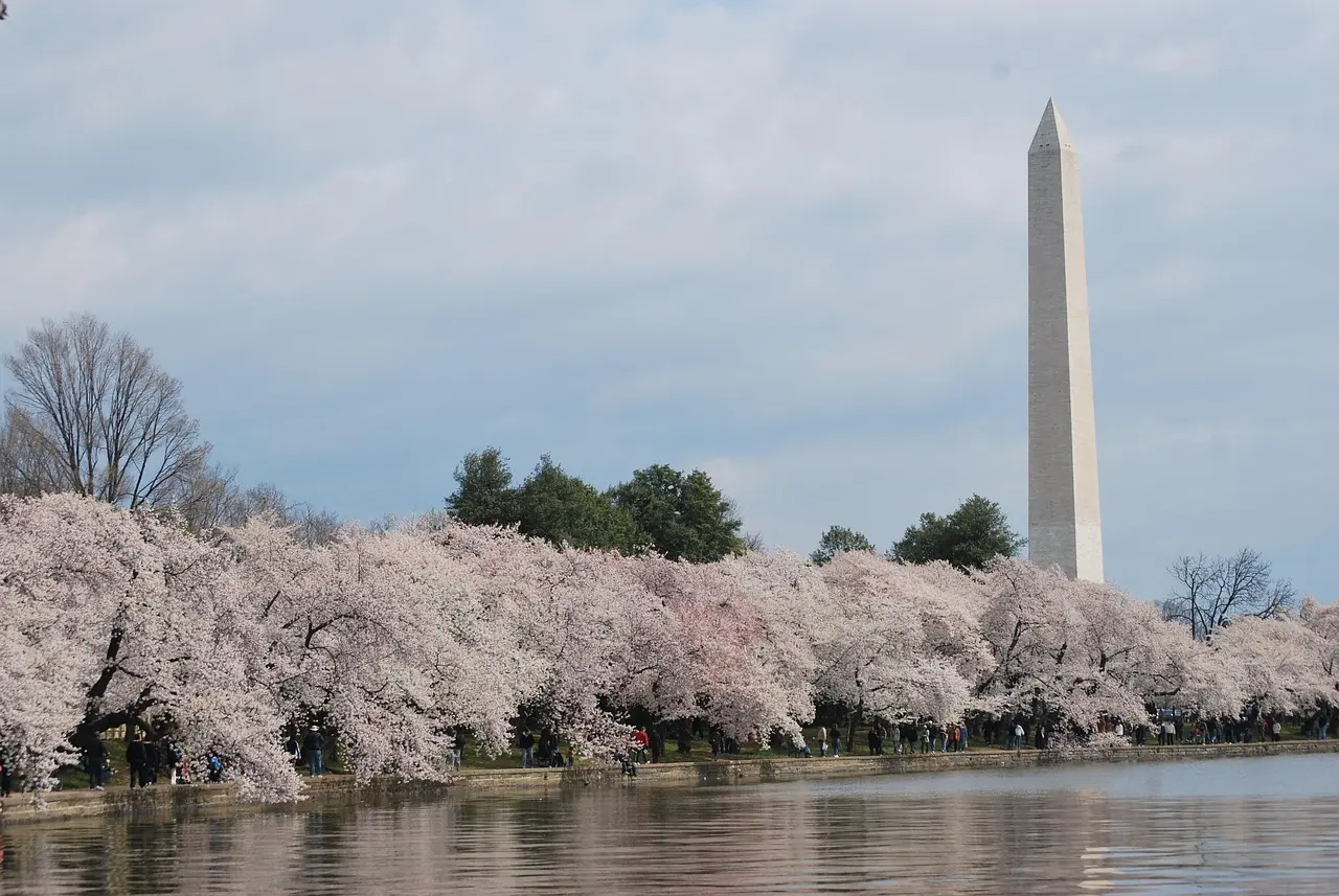 Reflexo do Monumento a Washington no Tidal Basin cercado por cerejeiras em flor