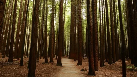 Floresta das Sequoias Whakarewarewa