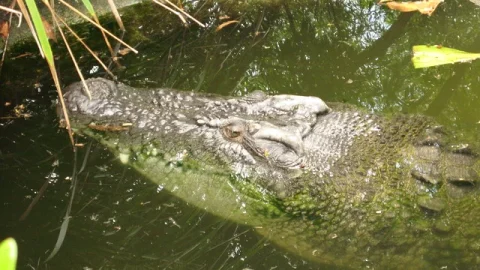Hartley's Crocodile Adventures