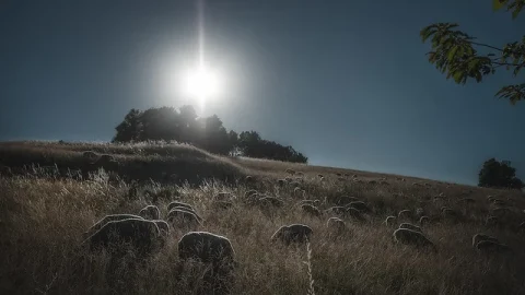 Sheepworld