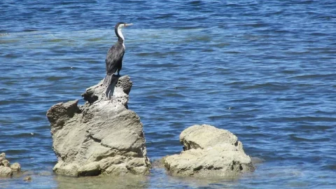 Trilha da Península de Kaikōura