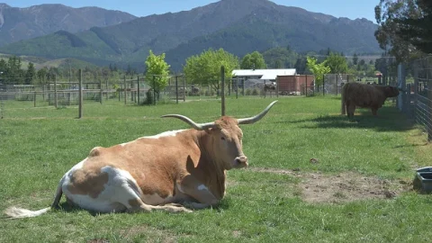 Hanmer Springs Animal Park