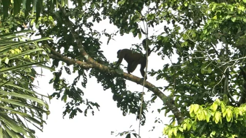 Reserva Nacional Pacaya Samiria