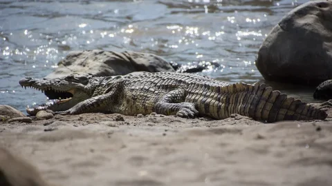 Ilha do Crocodilo