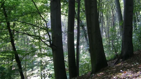 Floresta Wolski (Las Wolski)