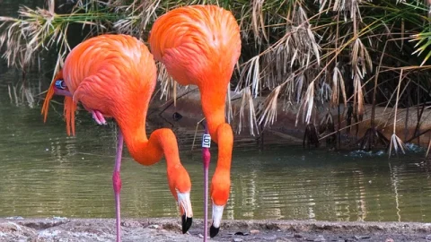 Zoológico de Lagos