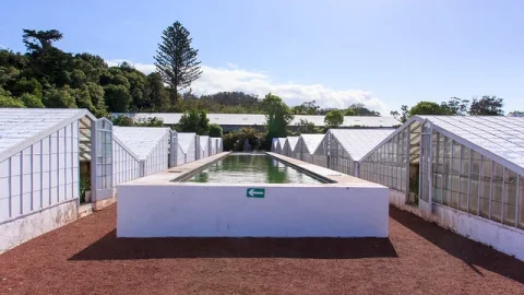 Plantação de Abacaxi Arruda