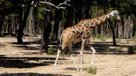 Badoca Safari Park