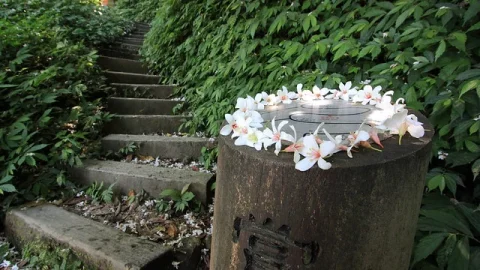 Trilha das Flores de Tung de Tucheng