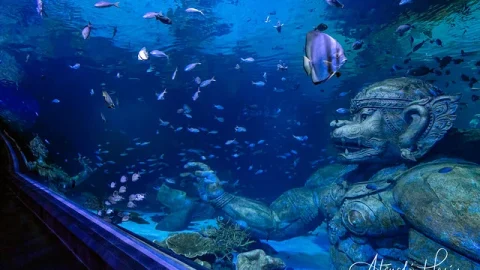 Aquaria Phuket