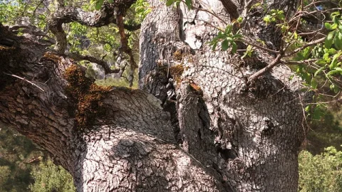 Parque Nacional Olympos Beydağları