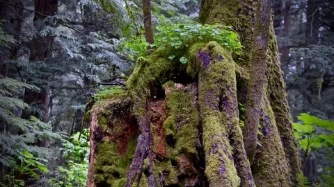 Parque Histórico Nacional de Sitka