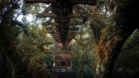 Passeio nas Copas Myakka