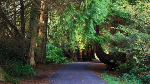 Forest Park