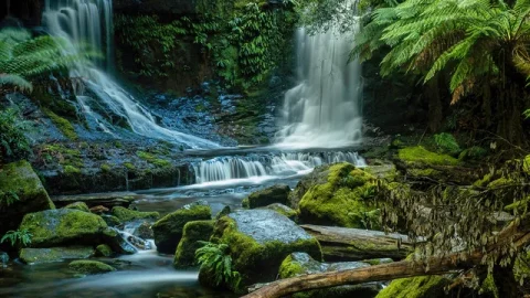 RainForest Adventures