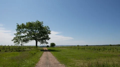 Vinícola Blomidon Estate