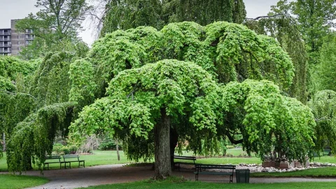 Jardins Públicos de Halifax