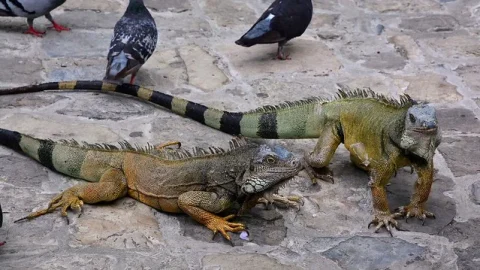 Parque Seminario (Parque das Iguanas)