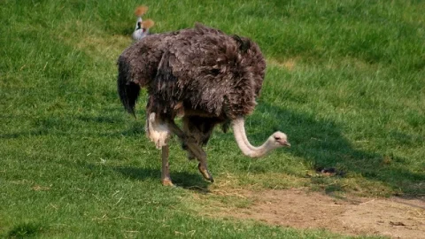 Zoológico de Boissière du Doré