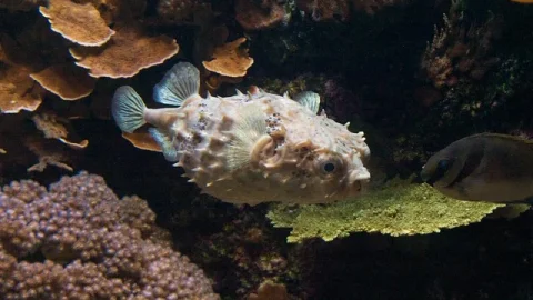 Oceanopolis