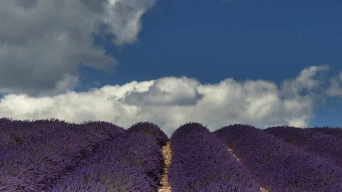Planalto de Valensole