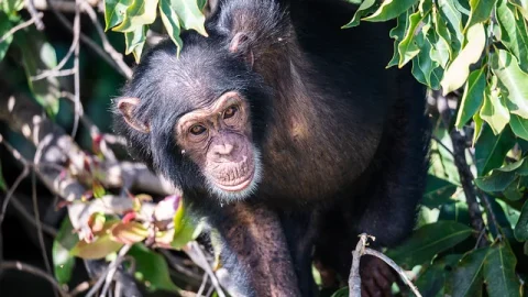 Parque Nacional do Rio Gâmbia