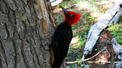 Parque Nacional Tierra del Fuego