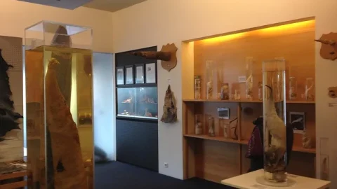 Museu Falogológico Islandês