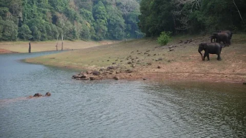Parque Nacional Periyar