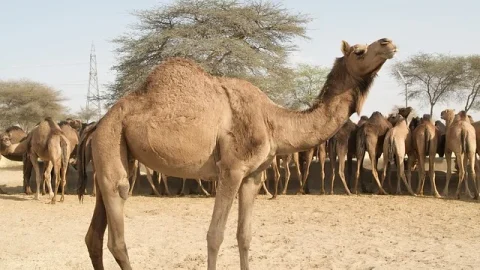 ICAR – Centro Nacional de Pesquisa sobre Camelos