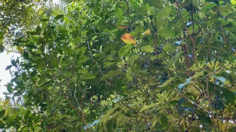 Plantação Ayurvédica e de Especiarias Green Park