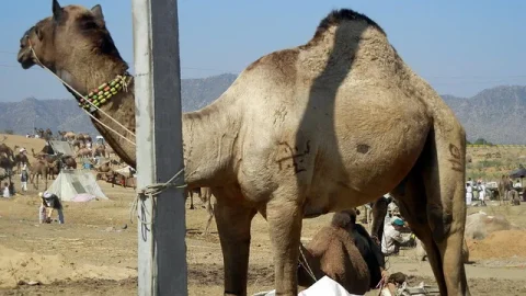 Feira de Camelos de Pushkar