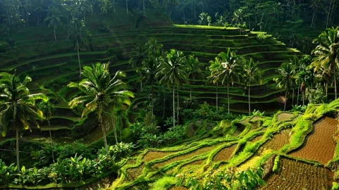 Sawah Terasering Tegalalang