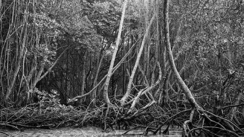 Floresta de Mangue de Nusa Lembongan