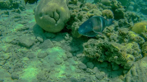 Reserva Natural da Praia de Coral