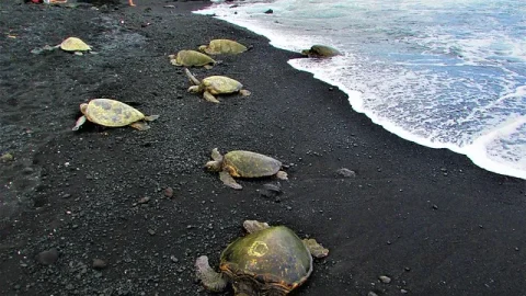 Praia Turtle