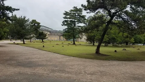 Parque Nara (Nara Kōen)