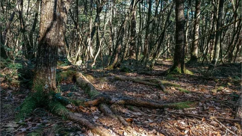 Floresta de Aokigahara