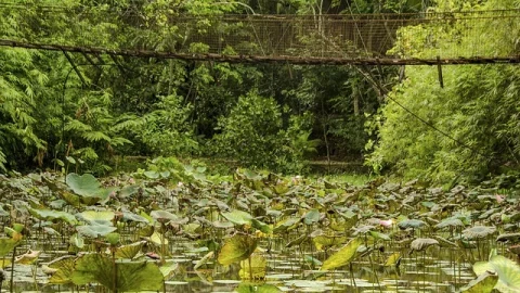 Parque Nacional Kinabalu