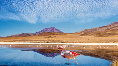 Las Coloradas (Lagos Rosa)