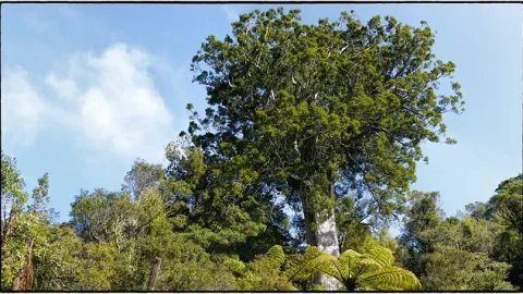 Árvore Kauri Quadrada