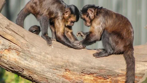 Willowbank Wildlife Reserve