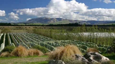 Torlesse Wines