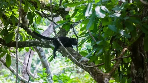 Centro de Descoberta da Floresta Tropical do Panamá