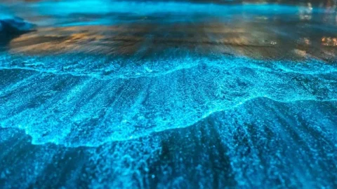 Baía Bioluminescente (Baía Mosquito)