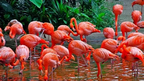 Café da Manhã no Zoológico de Cingapura (Café da Manhã na Selva)