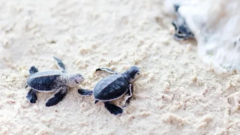 Projeto de Conservação de Tartarugas Marinhas de Kosgoda