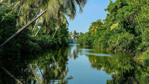 Pântano Muthurajawela